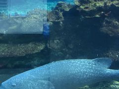 -海棠湾洲际-涛·海底餐厅·美人鱼·自助餐·海底隧道