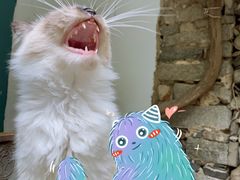 -喵屿·大理花园猫咖