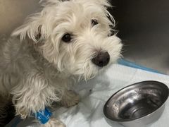 -瑞鹏宠物医院·爱宠堂·骨外专科(西荷分院)