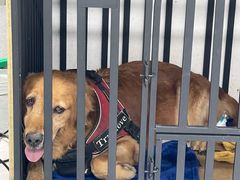 -达爱动物医院·犬猫分区·CT·复杂眼科(远洋山水分院)