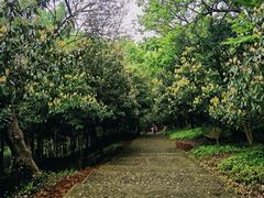 -上海佘山国家森林公园天马山园