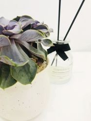 -紫御国际抗衰ZOE ANTI AGING