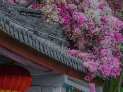 -深圳国际园林花卉博览园