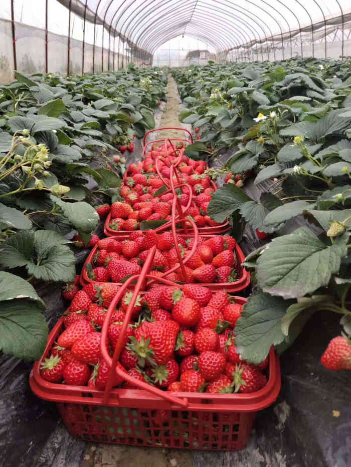 小吴草莓园-"长这么大第一次采草莓,还是沾到了小朋友的.