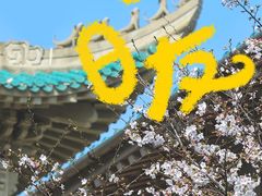 -武汉大学-樱园