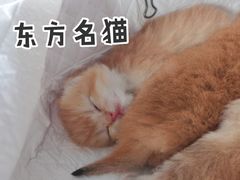 -东方名猫馆·英短金渐层布偶猫舍(环线广场1号楼店)