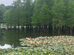 -白鹭湾湿地公园