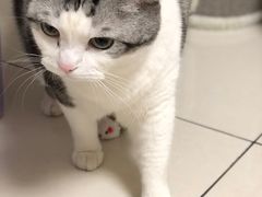 -瑞鹏宠物医院·骨科·猫科·内科(第一中心)