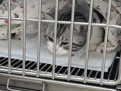 -宠福鑫康馨动物医院·骨科·眼科