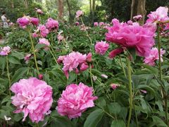 -广西壮族自治区药用植物园