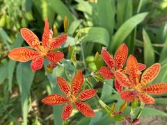 -石家庄市植物园