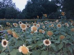 -安徽阜阳卷馍(西单店)