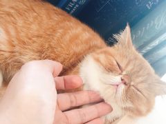 -瞄一喵猫咖(格力海岸店)
