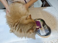 -宠爱国际动物医院·消化内科·心肾内科·ISFM猫友好(望京店)