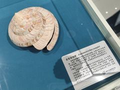 -青岛贝壳博物馆