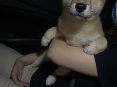 -南京Hallo宠物乐园·哈罗犬舍·柴犬繁育基地