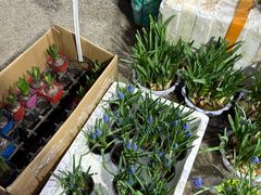 -苏州市皮市街花鸟工艺品市场