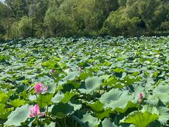 -昆山城市生态森林公园