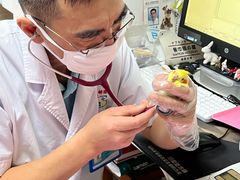 -北京观赏动物医院·24小时大型综合·猫专科·异宠专科