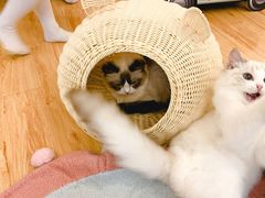 -momokira米努特·德文卷毛猫·棉花面纱犬