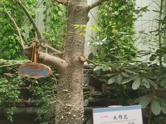 -呀路古热带植物园