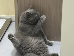 -派特宠物医院(圆融广场店)