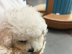-联合动物医院(光谷诊疗中心)
