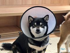 -是阿柴呀！柴犬咖啡·爱喵喵猫咖