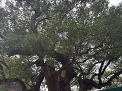 -句容茅山景区