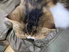 -李小姐の猫咖啡馆(五角场店)
