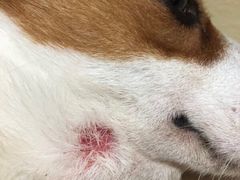 -爱诺耐芙动物医院(万博店)