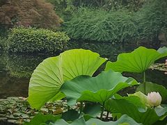 -秋霞圃