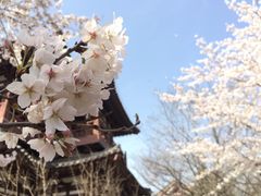 -西安青龙寺遗址景区