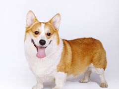 -超宠爱宠物摄影-Super pet