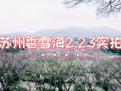 -香雪海