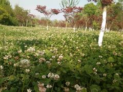 -白鹭湾湿地公园