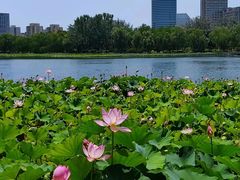 -莲花池公园