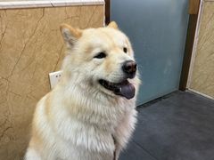 -宠爱国际动物医院·消化内科·心肾内科·ISFM猫友好(望京店)