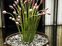 android_upload_pic-上海璞麗酒店