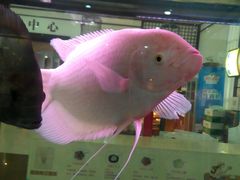 -嘉和K6温泉微度假