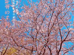 -樱苑(四川北路店)