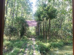 -合肥滨湖国家森林公园