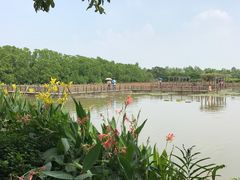 -大湾区中央湿地公园