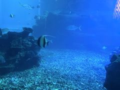 -海棠湾洲际-涛·海底餐厅·美人鱼·自助餐·海底隧道