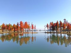 -贡湖湾湿地公园