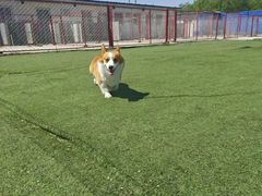 -宠物寄养训练学校