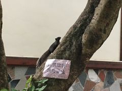 -南宁良凤江国家森林公园