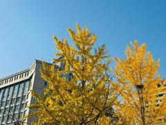 -杭州市临平区信达外国语学校(水景校区)