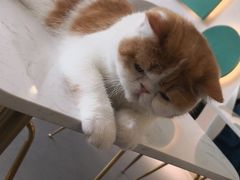 -飞行喵MR PILOT|猫舍·猫咖(静安大融城店)