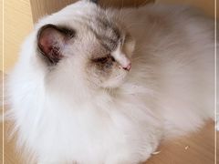 -瞄一喵猫咖(格力海岸店)